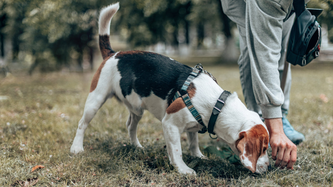 Dog being fed outside by human on a walk