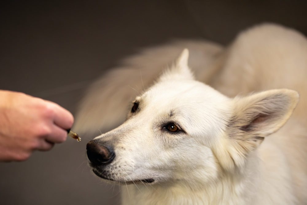 Dog being fed liquid supplement