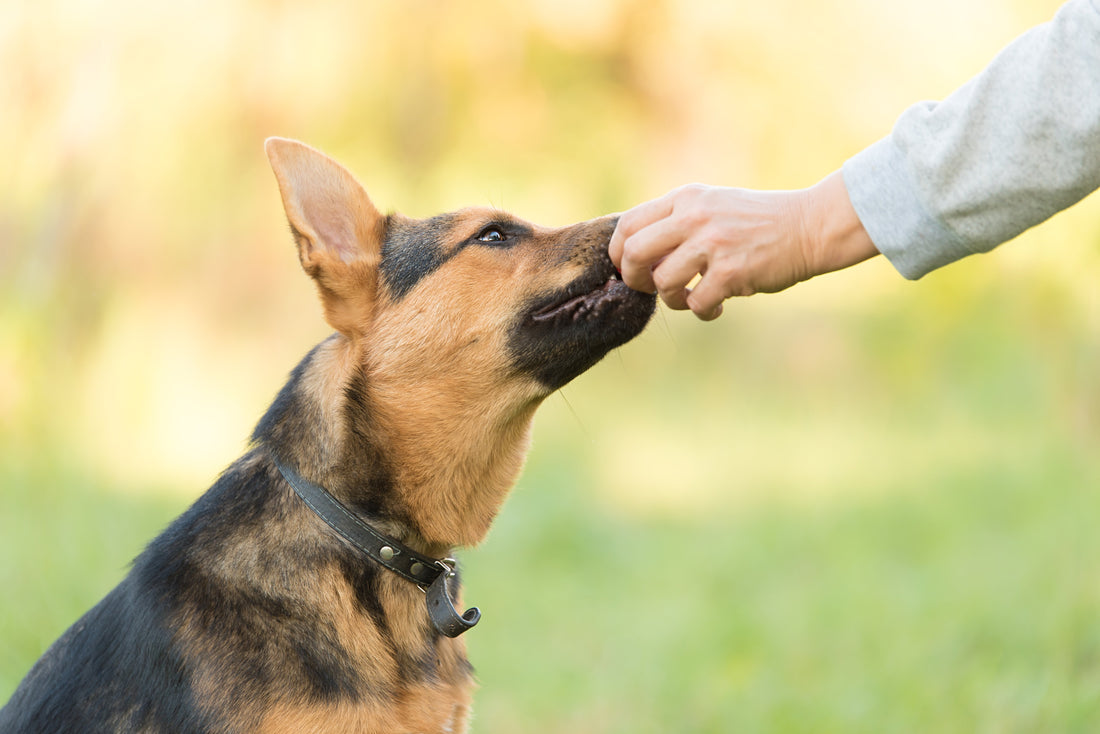Dog eating supplement from human's hand outside