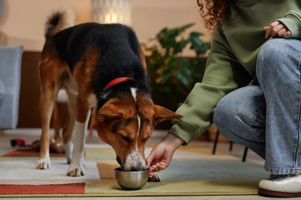 Best Diet for Dogs With Arthritis: What to Feed for Joint Health and Pain Relief