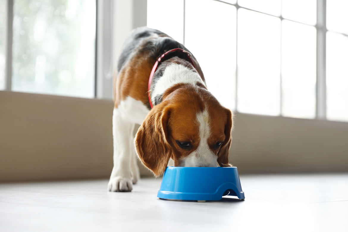 Dog eating from dog bowl
