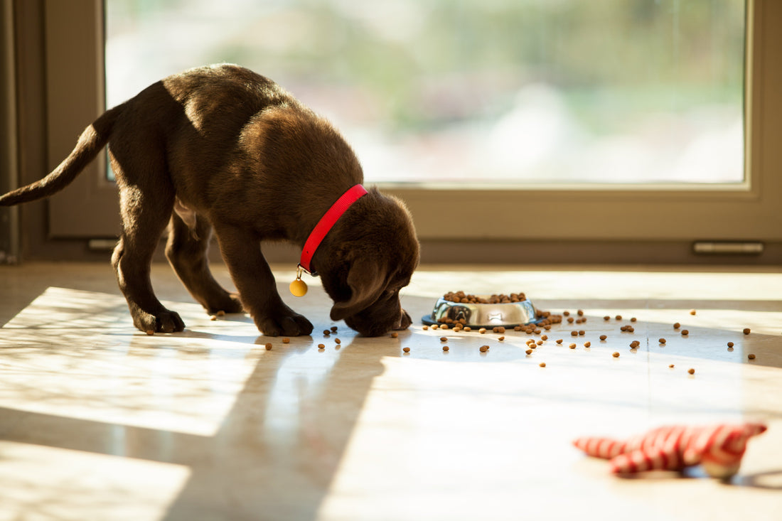 Dog eating kibble off the floor