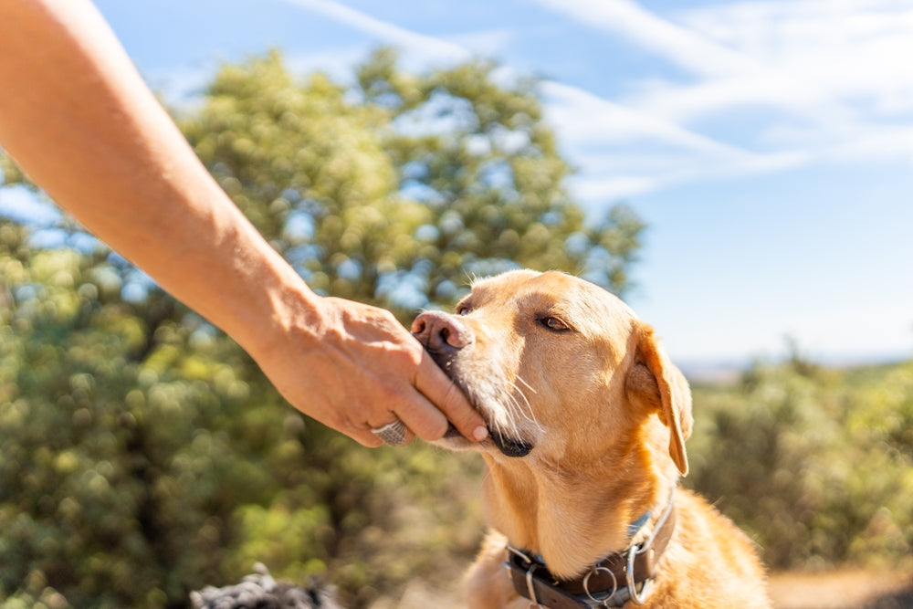 Dog eating supplement from owner who knows the difference between probiotics vs prebiotics for dogs