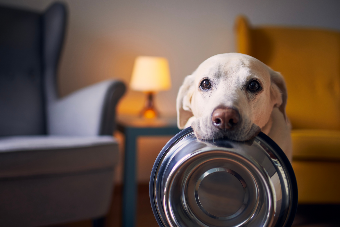 Dog in living room holding dog bowl in mouth