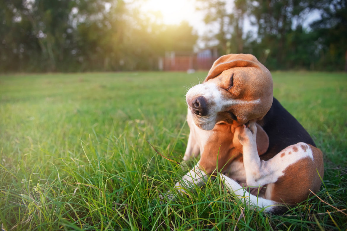 Small brown and white dog scratching ear sat on grass
