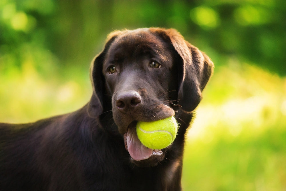 Dog holding tennis ball outside with great skin, not dry itchy skin in dogs