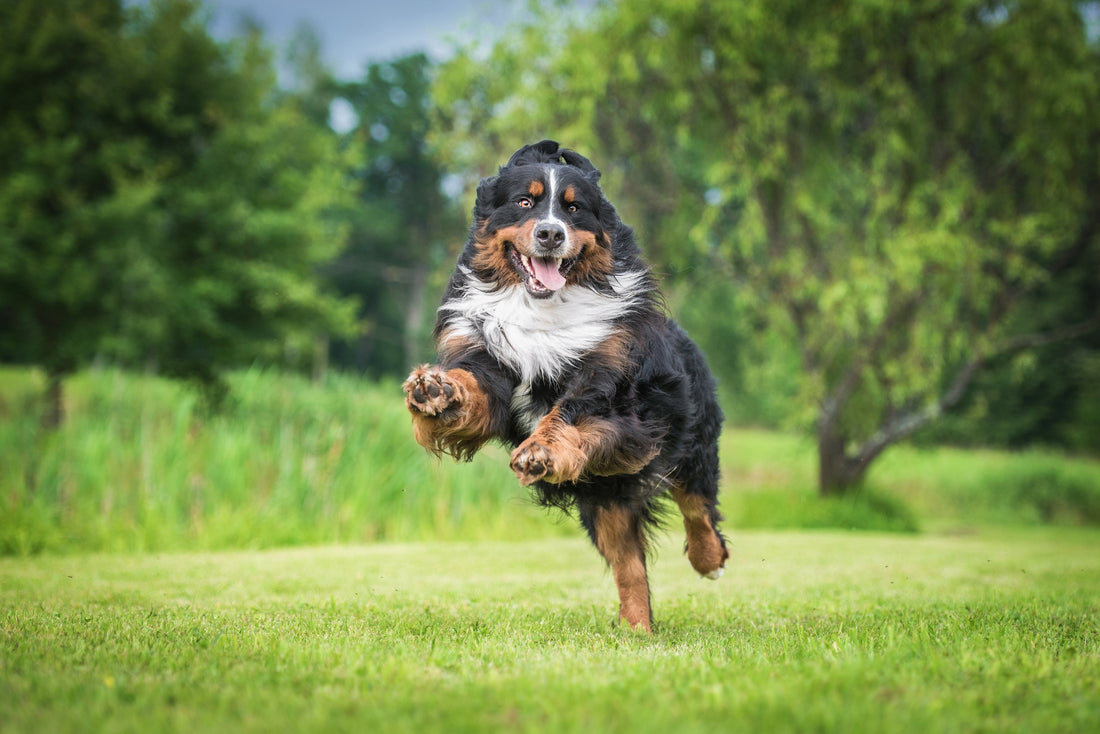 Dog running happily