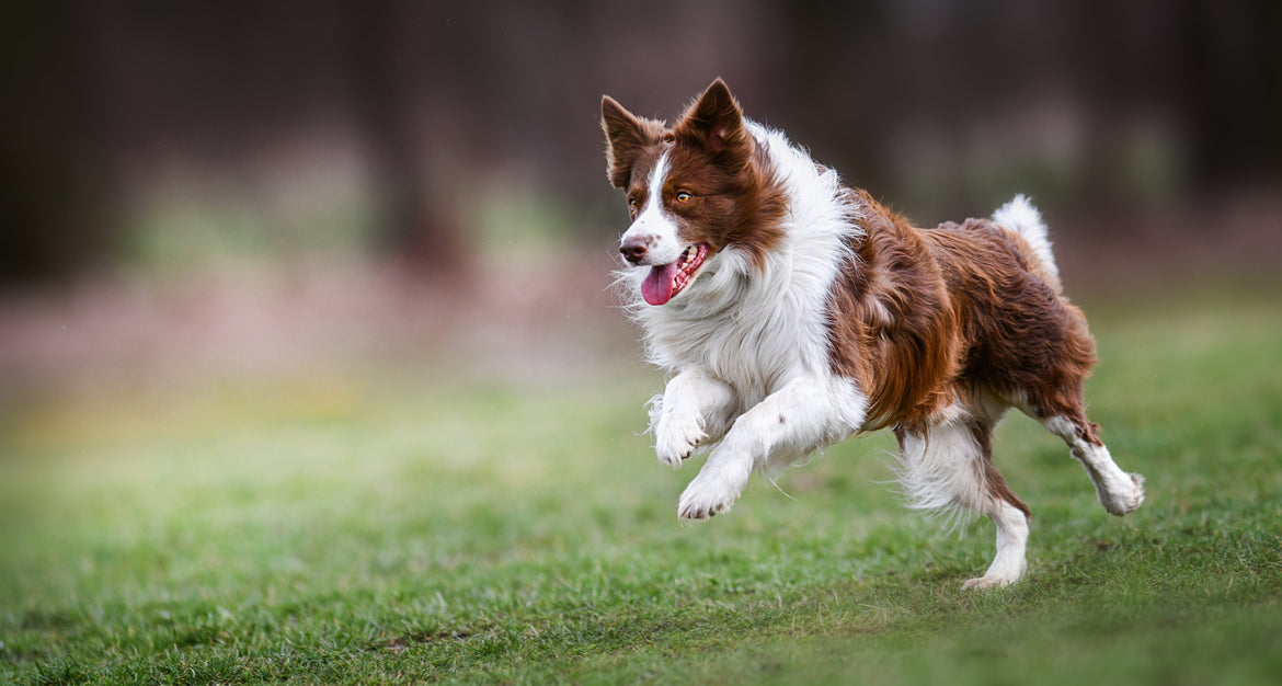 White and brown dog running outside in the grass