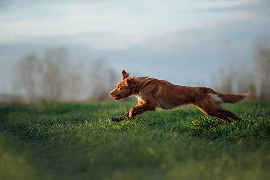Dog happily running outside in the grass with great mobility and flexibilty. 