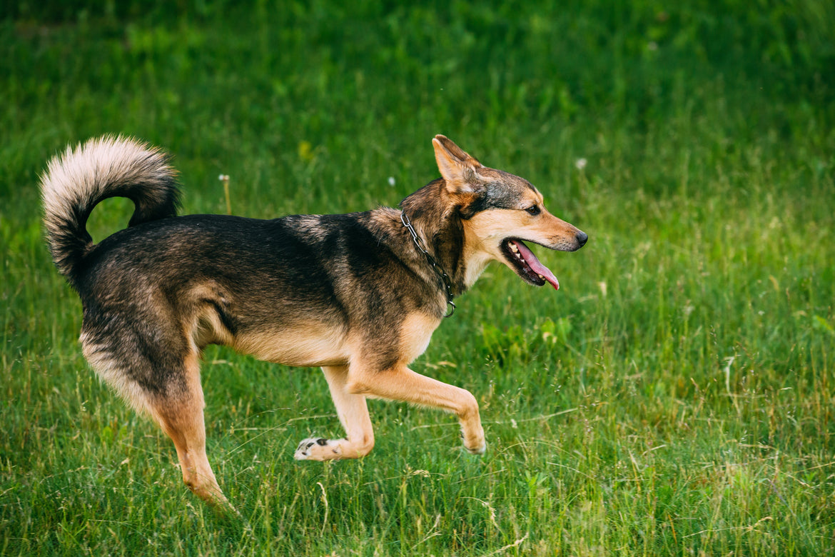 Dog running outside on grass with a limp