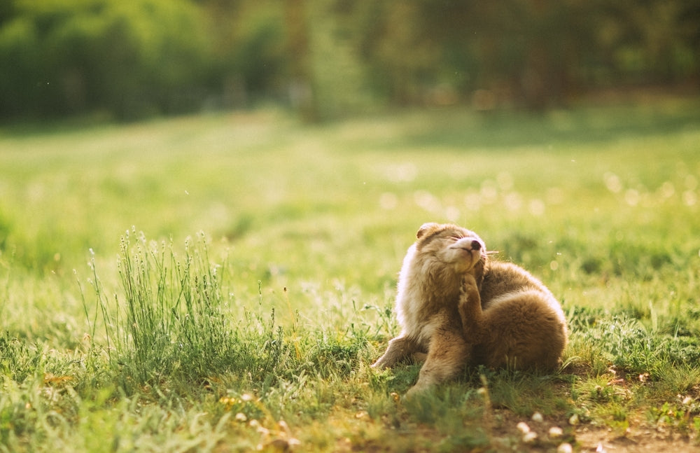 Dog scratching ear as a sign of yeast infection in dogs