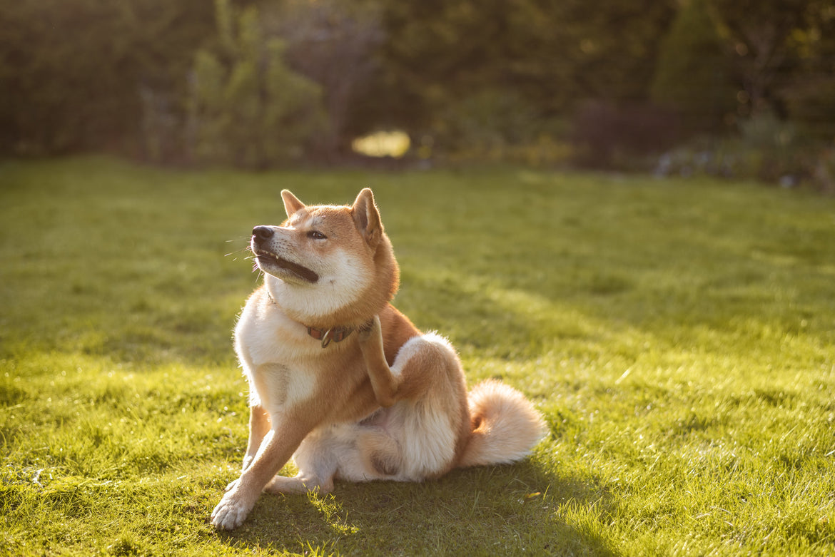Recognising Spring Allergies in Dogs: Key Signs and Symptoms
