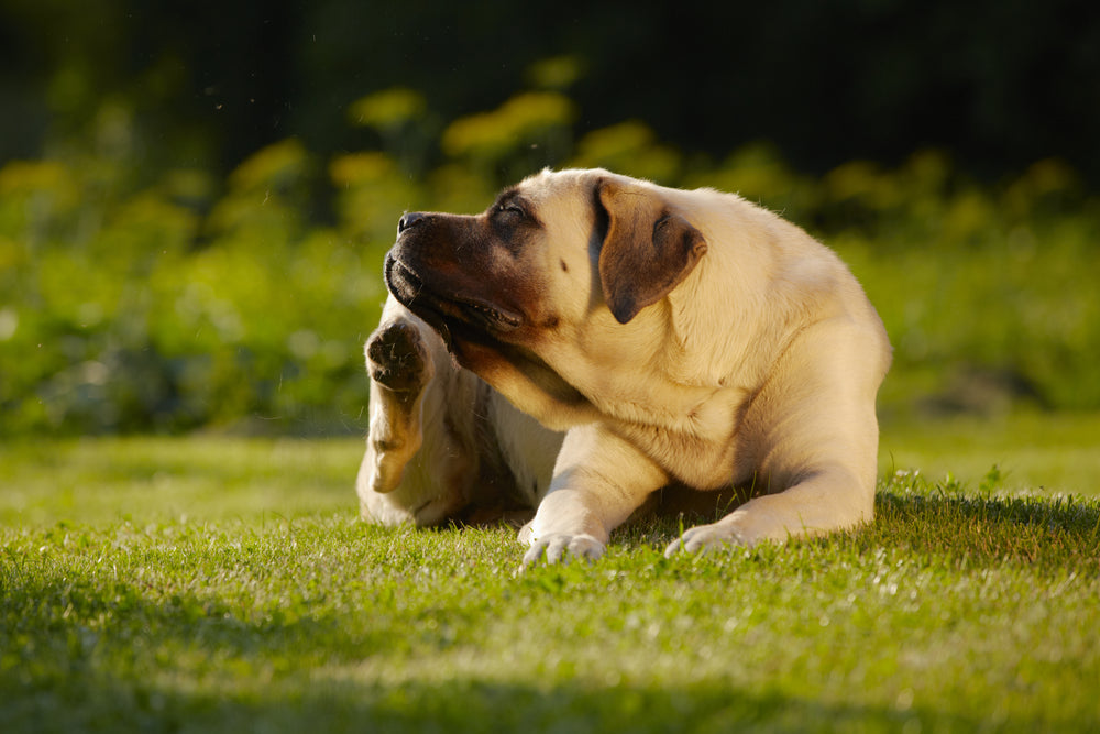 Recognising Spring Allergies in Dogs: Key Signs and Symptoms