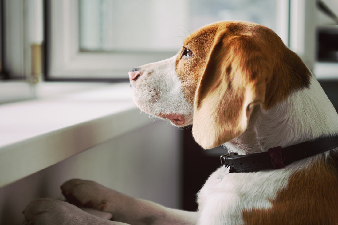 Dog staring out the window looking sad