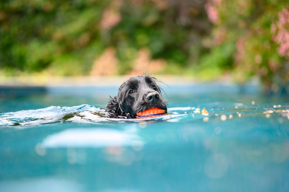 Dog swimming in water outside as exercise for dogs with arthritis