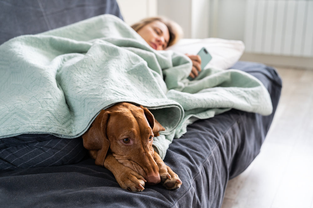 Dog tucked under blanket with human on a couch