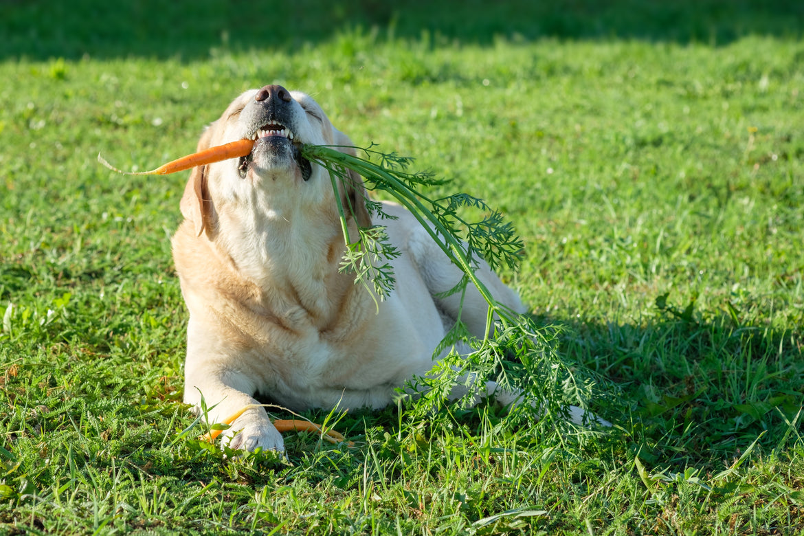 Dog eating carrot