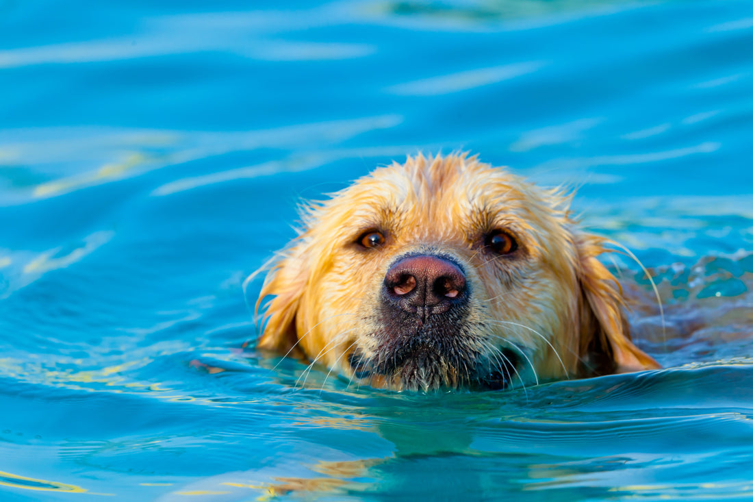 Golden dog swimming in blue waters