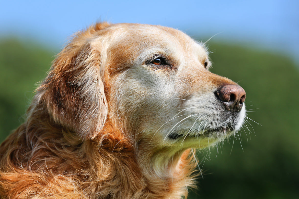 Golden looking out into the distance
