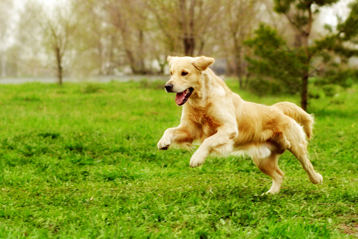 Golden dog running outside on grass