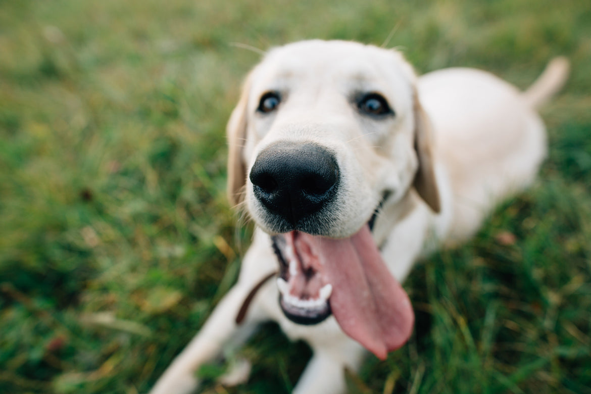 Golden smiling with tongue out sat on grass outside.