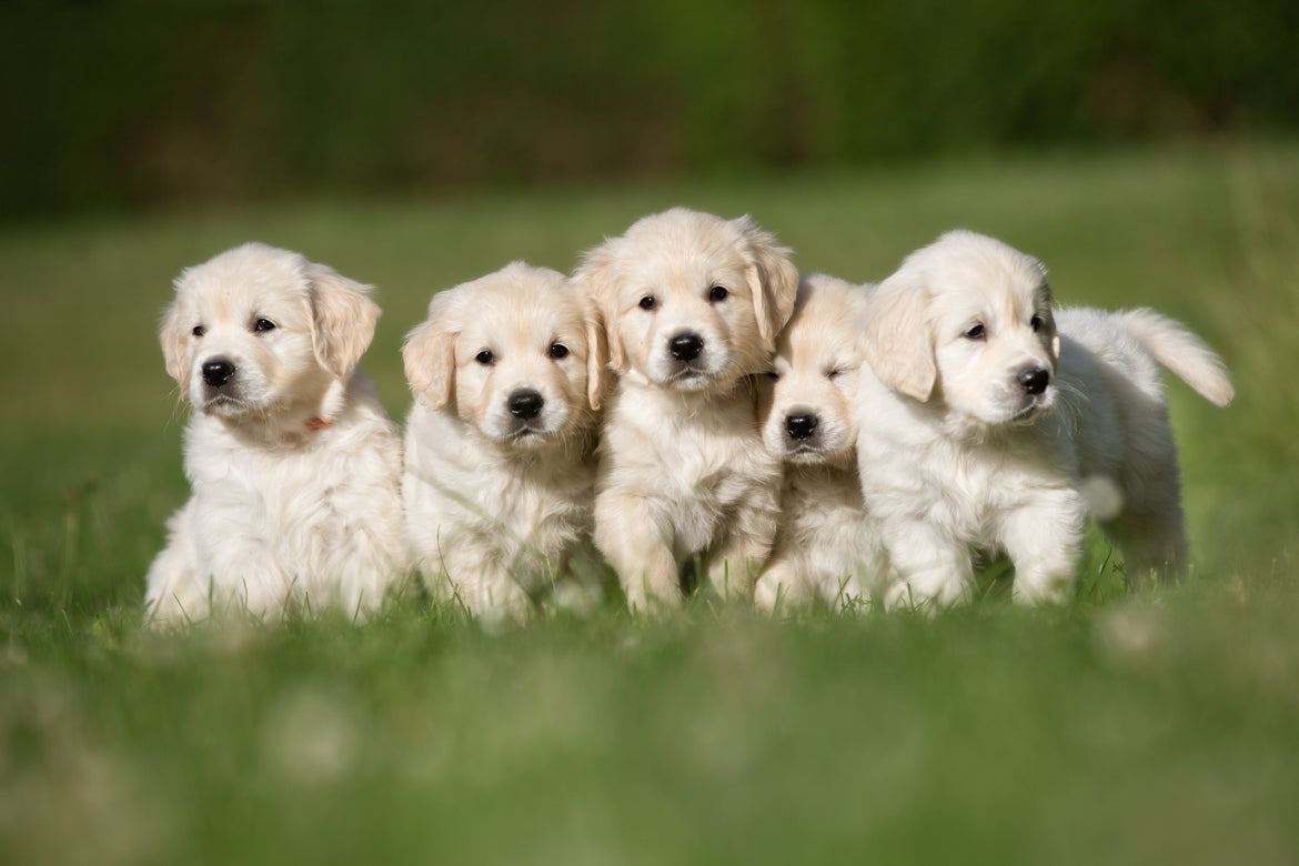Group of five golden puppies stood outside in grass