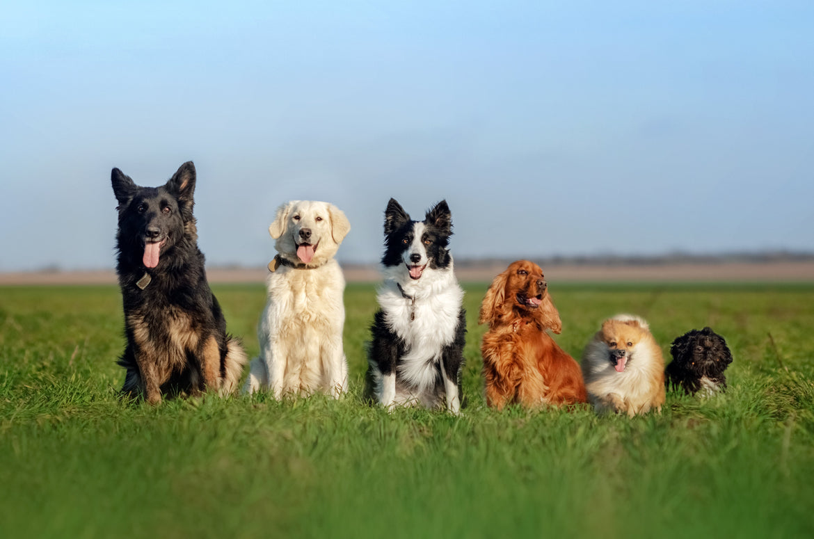 Group of 6 dogs that go from tallest to smallest from left to right outside