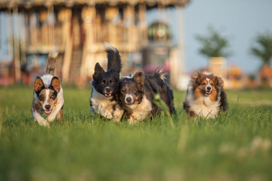 Group of four dogs in really good health running outside in the grass