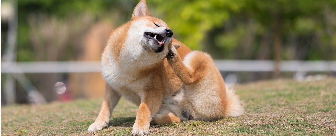 How To Prevent Fleas in Dogs