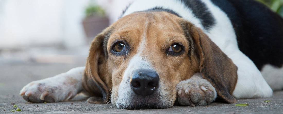 How To Settle a Dog's Upset Stomach