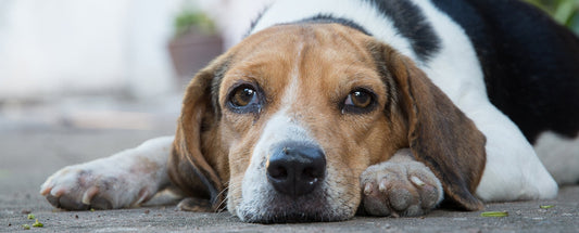 How To Settle a Dog's Upset Stomach
