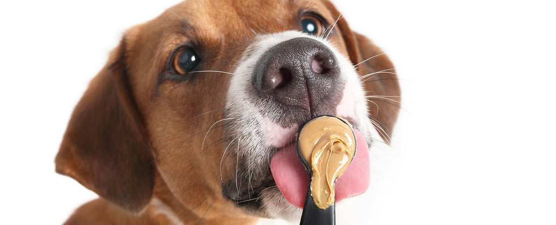 Is Peanut Butter Safe For Dogs?