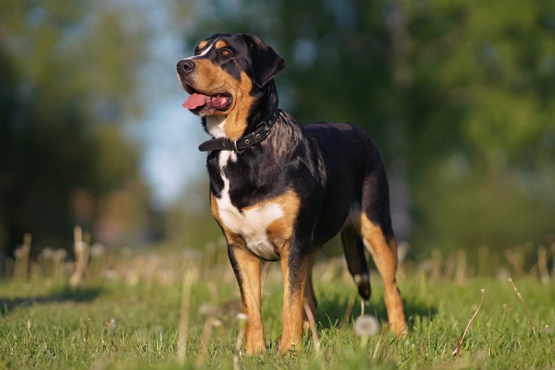 Brown dog standing with mouth open in grass.