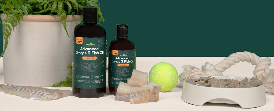 Omega-3's for Dogs Explained