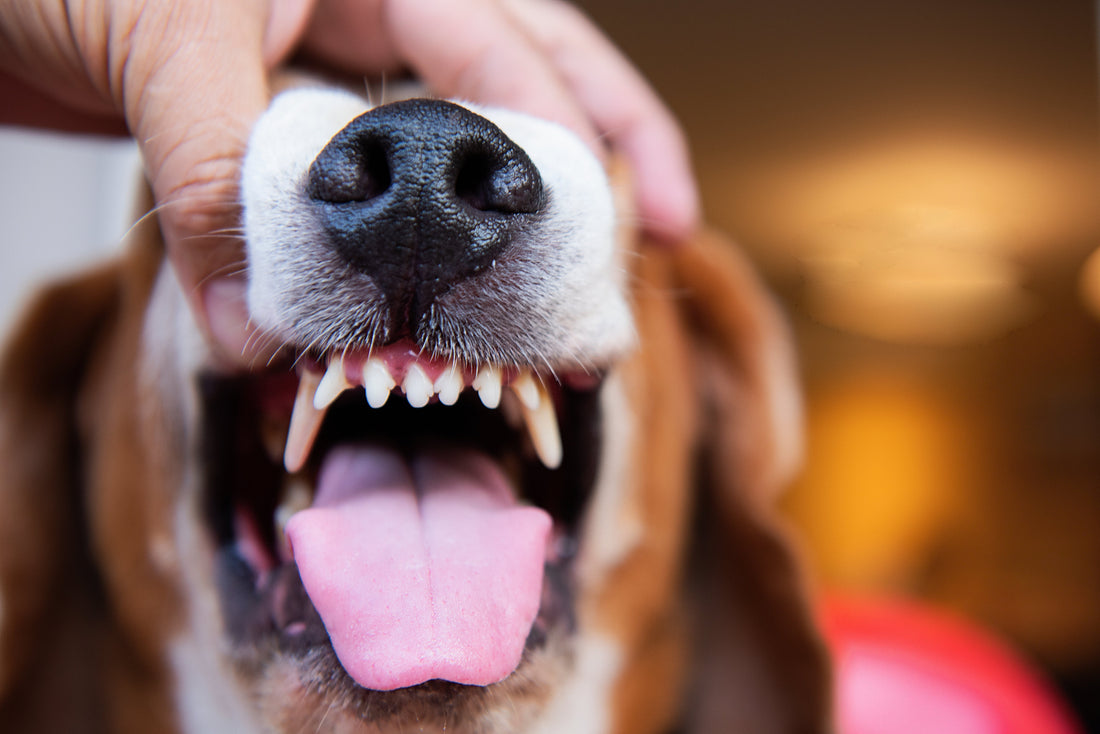 Dog owner holding dog's mouth open to see their dog teeth and tongue