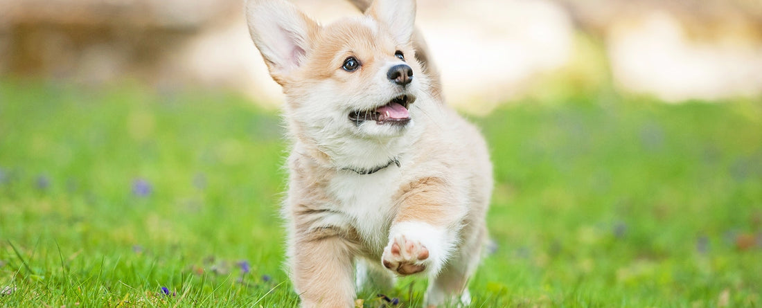 Puppy Care: Essential Tips for Raising a Healthy and Happy Dog