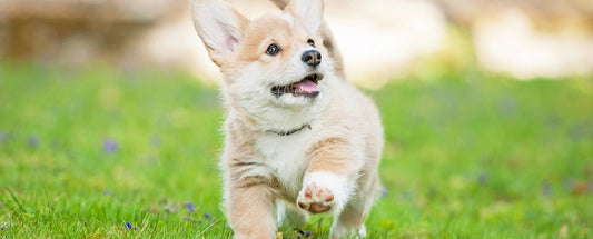 Puppy Care: Essential Tips for Raising a Healthy and Happy Dog