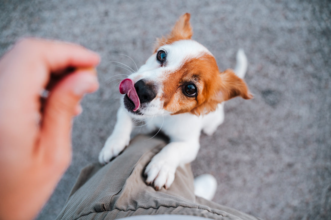 Puppy Jack Russell Terrier jumped up on human about to receive a treat