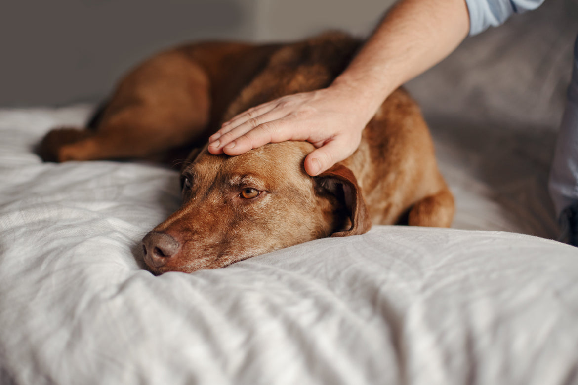 Brown dog lying on couch, being petted by owner