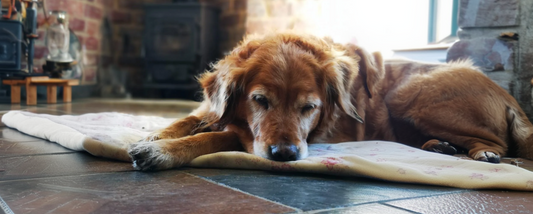 Senior Dog Care Guide: Everything You Need to Know as Your Dog Ages