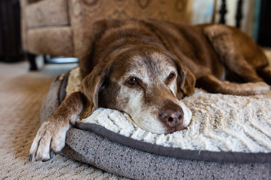 Dog lying down on dog bed