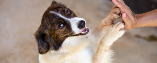 Things You Did Not Know About Dog Joints