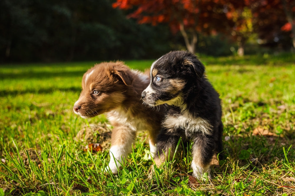 Two young puppies standing outside in the grass looking to their right.