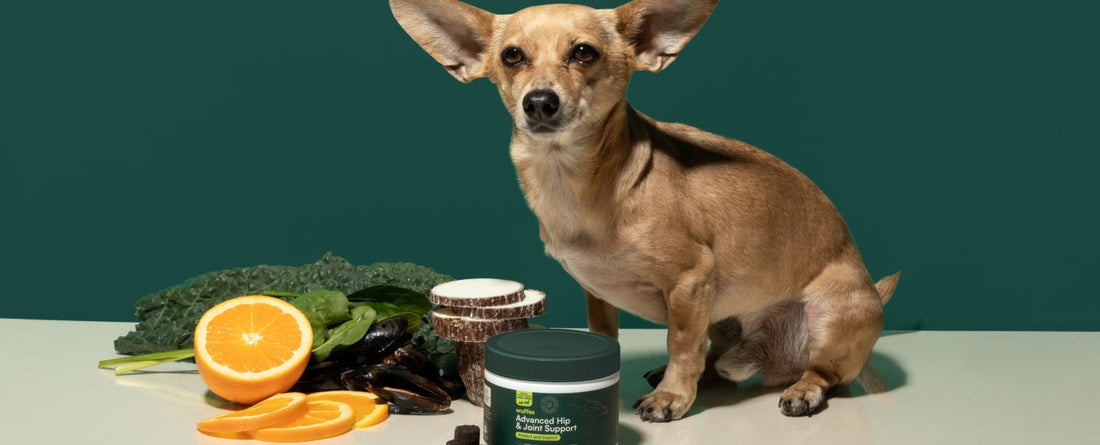 What Are The Most Effective Joint Supplements For Dogs?