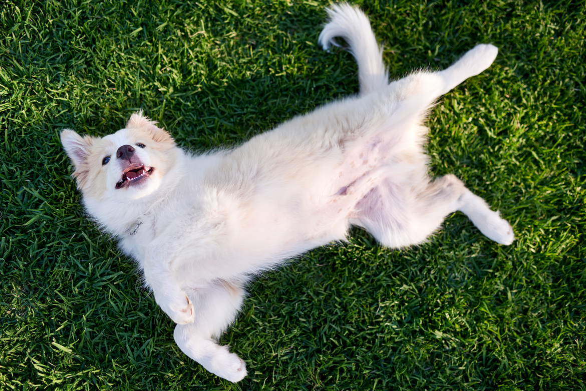 dog lying on the grass
