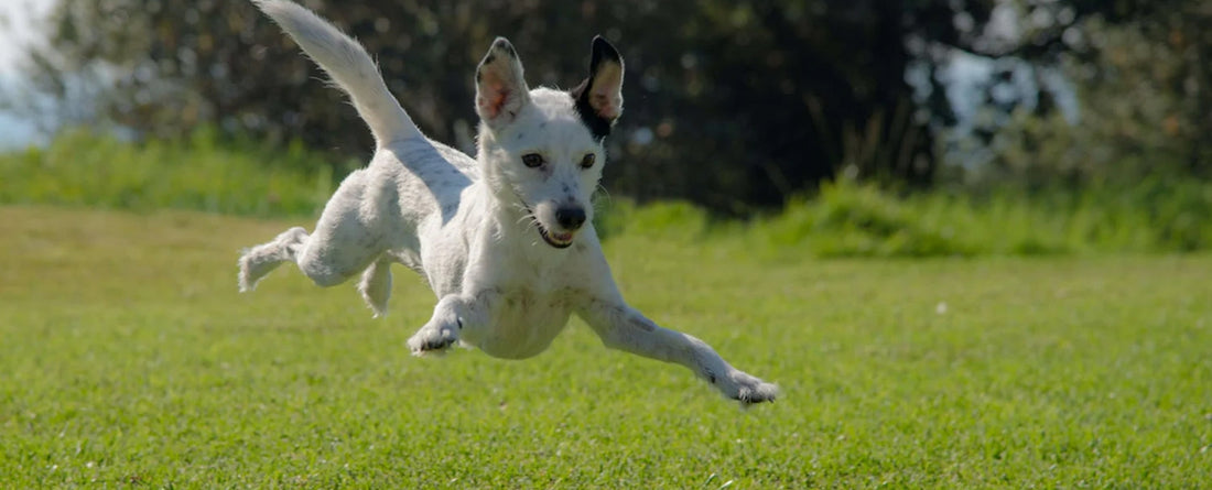 Why Does My Dog Fart So Much?
