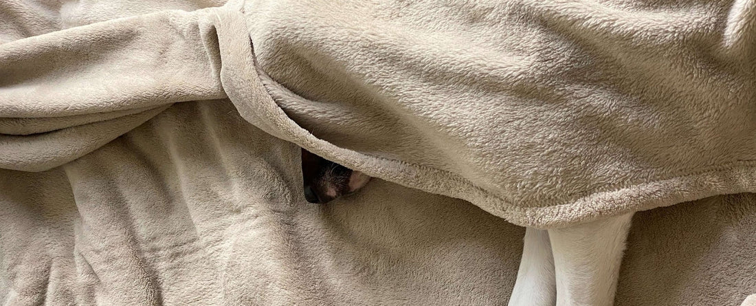 Why Does My Dog Have Diarrhea?