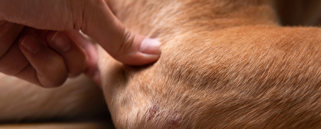 Why Does My Dog Have Dry Itchy Skin?