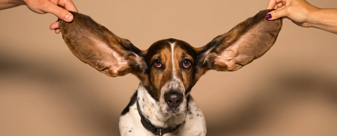 Why Does My Dog Have Smelly Ears?