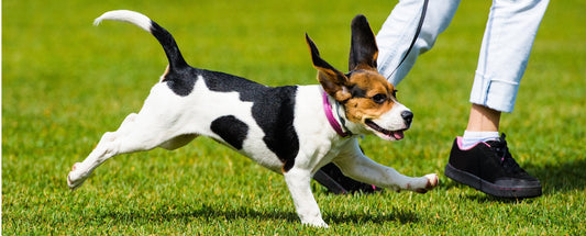 Why Is Exercise So Important For Dogs?